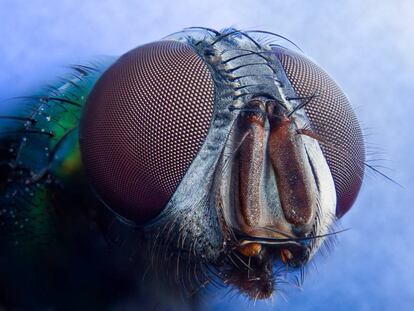 Cabeza de mosca con detalle de los ojos.