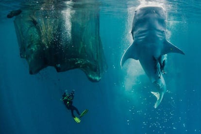 Un tiburón ballena en la bahía de Cenderawasih, en Papúa Nueva Guinea (Indonesia).