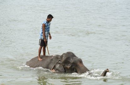 Un 'mahout' (cuidador de elefantes) monta un elefante en un lago del Santuario Pobitora, en el Estado de Assam (India).