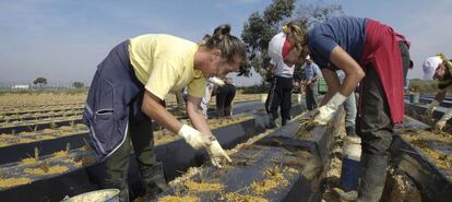 Dos temporeras trabajando en una finca en Lepe (Huelva).