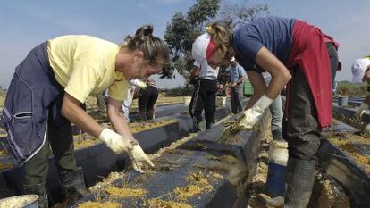 Dos temporeras trabajando en una finca en Lepe (Huelva).