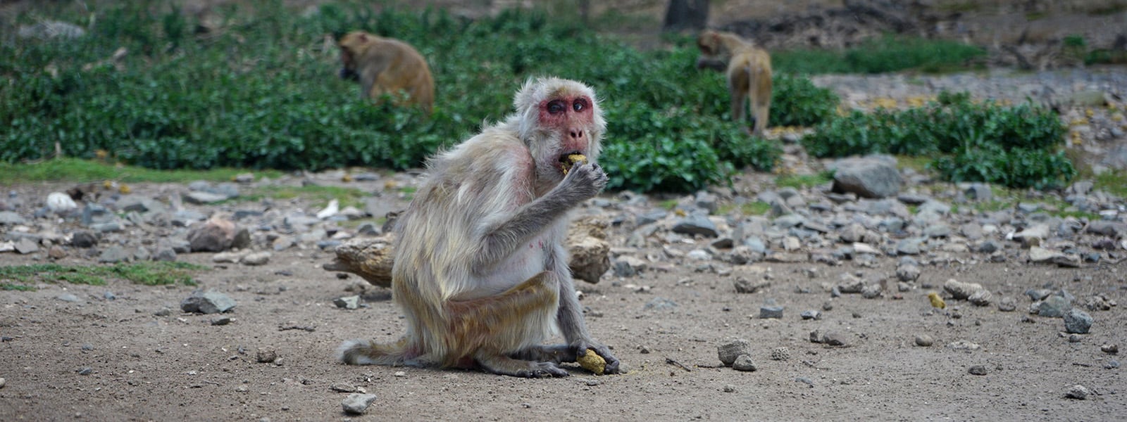 No solo nos ocurre a nosotros: otros animales cambian sus hábitos sociales en la vejez 