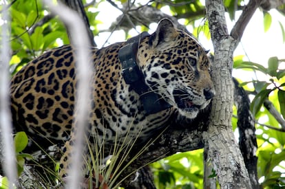 Un Jaguar atendido por especialistas en Quintana Roo.