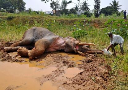 Un guardia forestal ayuda a un elefante lesionado a beber agua, en el pueblo de Avverahalli, cerca de Bangalore (India).