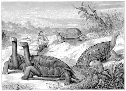 Un grabado de enero de 1884 muestra a un hombre junto a las tortugas gigantes de las Galpagos.