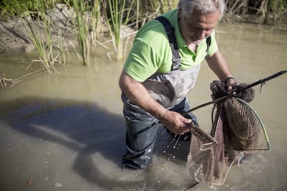 Galera se levanta cada día a las cinco de la mañana, a la hora más fresca, para ir con su hijo a pescar a las marismas de los arrozales y a los canales. "Estamos muy consternados por la sentencia del Supremo. El arroz está muy mecanizado y ya no da trabajo, e Isla Mayor pasaría a ser un municipio fantasma si no pudiésemos vivir del cangrejo rojo", dice Galera. En la fotografía, Galera trabaja con las nasas.