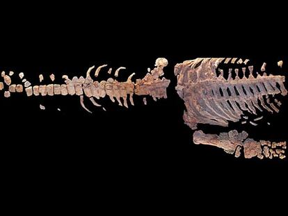 Fósiles de una especie de reptíl recién descubierta en el sur de Australia.