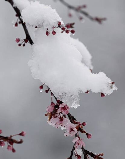 Un árbol florece en Roncesvalles, en Navarra, mientras la nieve se acumula en sus ramas.