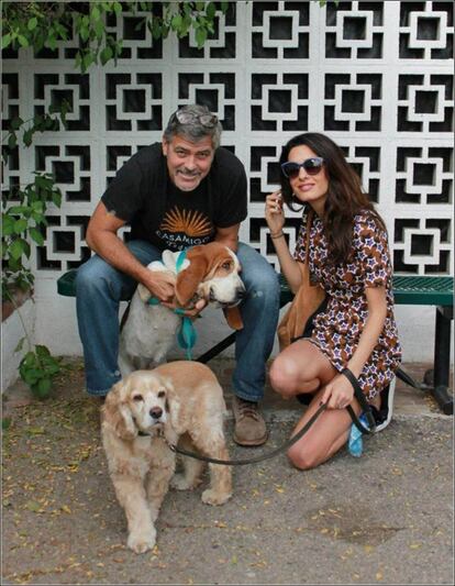 Amal y George Clooney son también amantes de los animales. En la imagen, publicada hace un año, ambos adoptaron a 'Millie', un basset hound. 