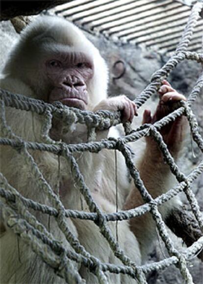 <i>Copito de Nieve,</i>  la pasada semana, en el zoo de Barcelona.