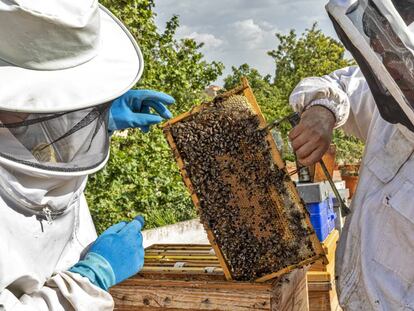 Colmenas inteligentes para combatir el colapso de las abejas