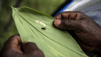 Mosca tsetsé muerta capturada en una trampa.