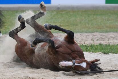 El caballo irlandés 'Anthony Van Dyck ' cae a la arena en el hipódromo de Werribee (Australia) antes de la carrera de caballos de la Copa de Melbourne que se celebrará el día 3. La "carrera que detiene a una nación" de Australia se llevará a cabo con las tribunas vacías por primera vez en su larga historia.