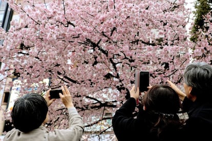 Tokiotas y turistas se arremolinan bajo el 'okansakura', una de las variedades de cerezo que florecen más pronto en Japón. El fenómeno es tal que la Agencia Meteorológica de Japón (JMA) pronostica para cada zona del país cuándo florecerán y cuándo alcanzarán en su máximo esplendor. En la imagen, los visitantes de parque de Ueno en Tokio atisban los primeros pétalos rosas una semana antes de la plena floración del 'sakura', el 18 de marzo de 2019.