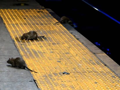 Varias ratas buscan comida en la parada de metro de Herald Square, en Nueva York.
