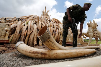 Montones de colmillos de elefante apilados para quemarlos en Kenia.
