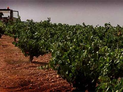 Una explotación de viñedos en Requena-Utiel (Valencia).