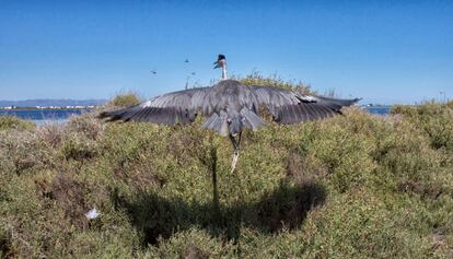 Una garza real ('Ardea Cinerea') alza el vuelo en el delta del Ebro.