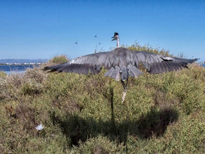 Una garza real (&#039;Ardea Cinerea&#039;) alza el vuelo en el delta del Ebro. 