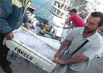 Descarga de pescado fresco en el puerto de Muxía (A Coruña).