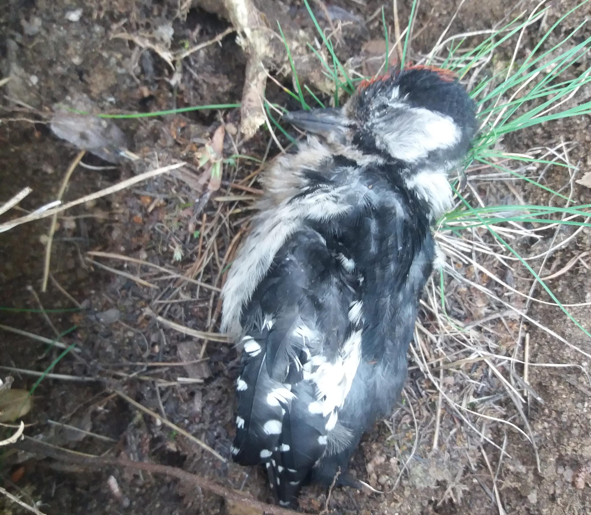 Un pico picapinos muerto, en su sepultura.