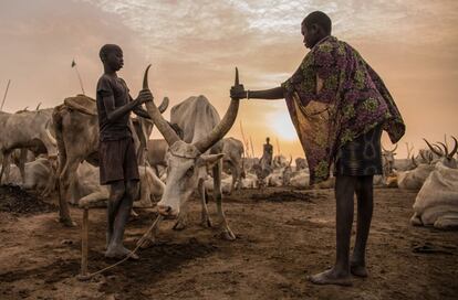 Niños sudaneses de la tribu Dinka cuidan de una vaca en Mingkaman, en el estado de Lagos (Sudán del Sur).