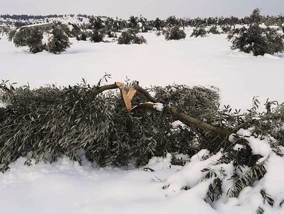 Cultivos de olivo afectados por el temporal de nieve y frío, este lunes.