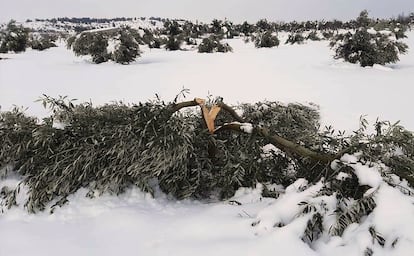 Cultivos de olivo afectados por el temporal de nieve y frío, este lunes.