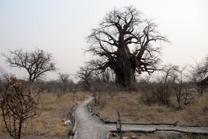 En la carretera que atraviesa los desiertos de sal de Makgadikgadi se encuentra la población de Gweta y el hotel Planet Baobab, parada obligatoria para pasear entre estos árboles centenarios, comer y tomar una cerveza