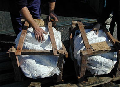 Dos de las conchas gigantes incautadas en el puerto de Valencia.