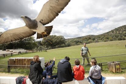Un águila escudada durante la exhibición de rapaces donde los asistentes pueden observar el vuelo de las aves en semilibertad.