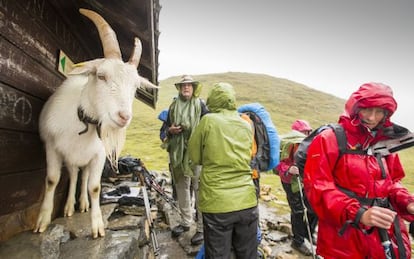 Un grupo de senderistas comparte refugio con una cabra cerca del Col Du Bonhomme, durante el Tour del Mont Blanc, en los Alpes franceses.