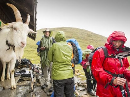 Un grupo de senderistas comparte refugio con una cabra cerca del Col Du Bonhomme, durante el Tour del Mont Blanc, en los Alpes franceses.