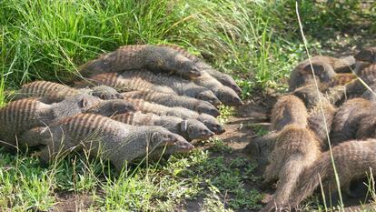 Dos grupos de mangostas anilladas forman líneas de batalla durante un encuentro intergrupal en el Parque Nacional Queen Elizabeth, Uganda (África).