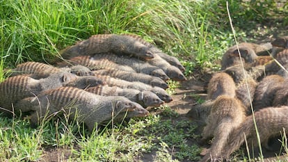 Two groups of banded mongooses form battle lines during an intergroup fight in Uganda, Africa.