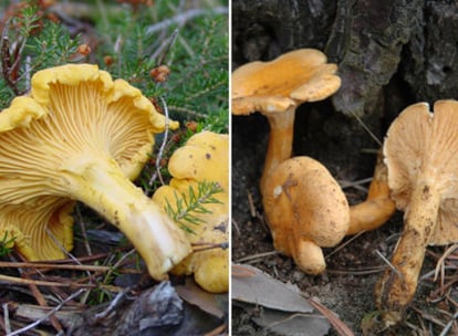 Catharellus cibarius (izq.) y Hygrophoropsis aurantiaca (dcha.) o rebozuelo y falso rebozuelo, dos setas comestibles aunque sólo la primera tiene buen sabor