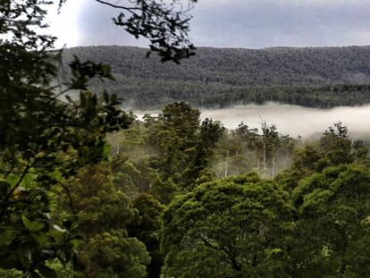 El parc nacional de Mt. Field, a Tasmània.