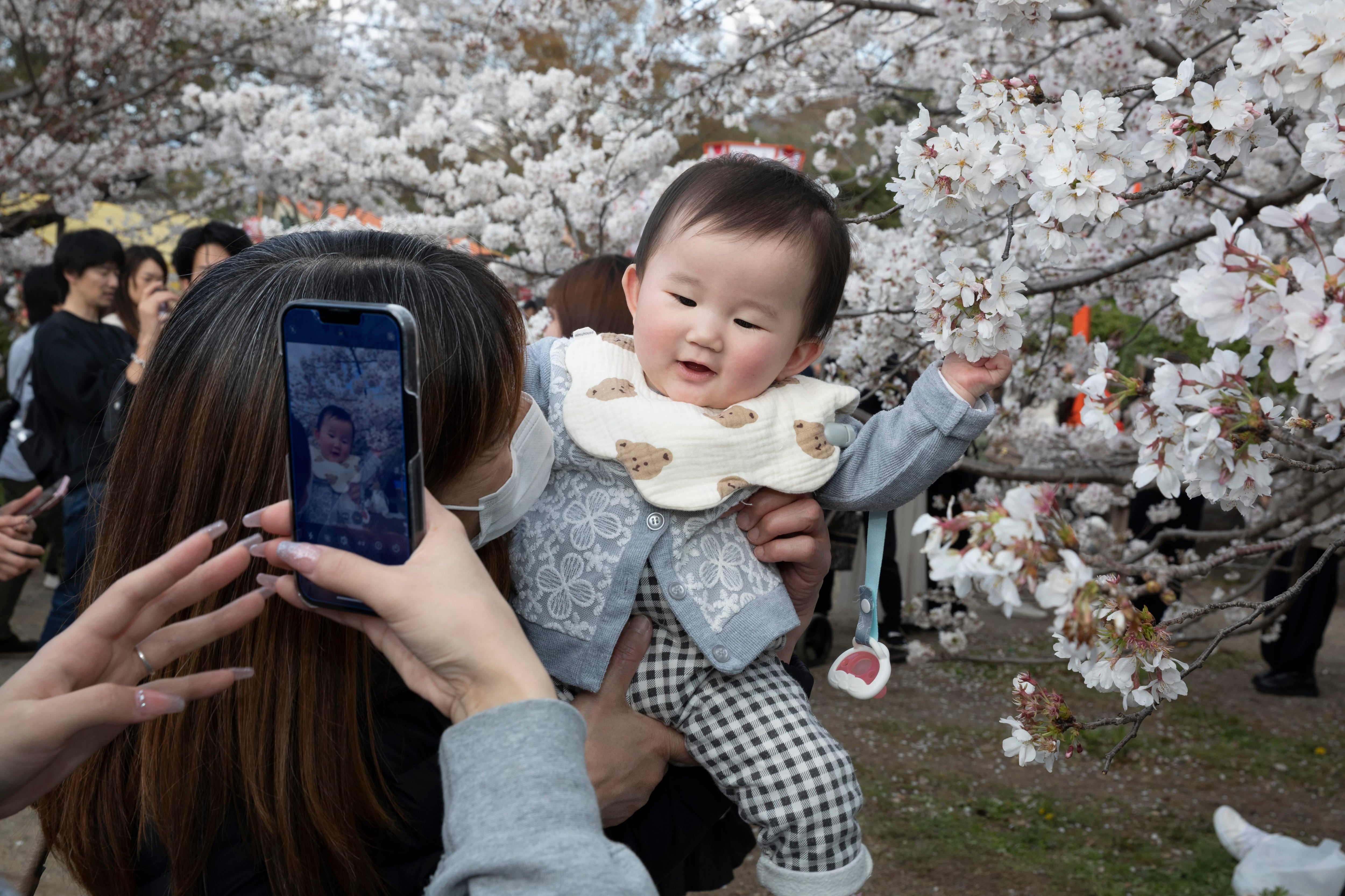 'Maruyama Park, Kyoto, Japan, 2025', una de las fotos de Martin Parr sobre la fiebre por los cerezos en flor en la ciudad.