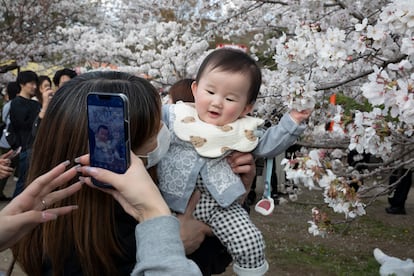 'Maruyama Park, Kyoto, Japan, 2025', una de las fotos de Martin Parr sobre la fiebre por los cerezos en flor en la ciudad.