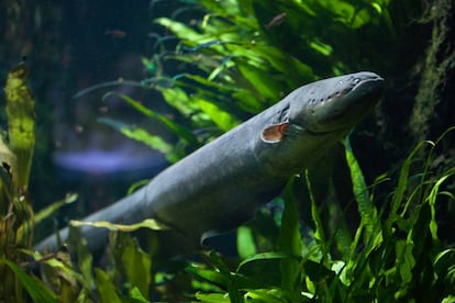 Una de las tres especies de anguila eléctrica que ya se conocía, llamada 'Electrophorus electricus'.
