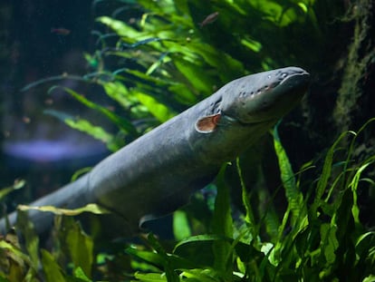 Una de las tres especies de anguila eléctrica que ya se conocía, llamada 'Electrophorus electricus'.