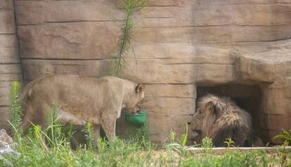 Lleons al Zoo de Barcelona el passat agost.