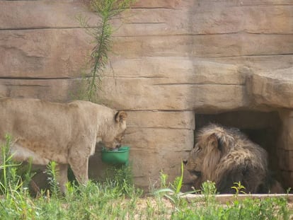 Lleons al Zoo de Barcelona el passat agost.