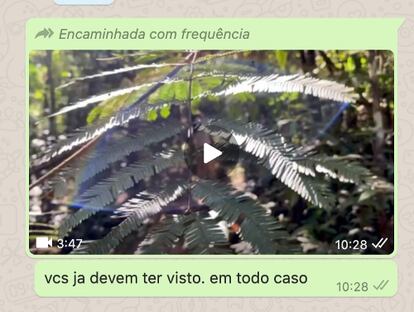 Mensagem que eu usei para repassar o vídeo-denúncia via WhatsApp.