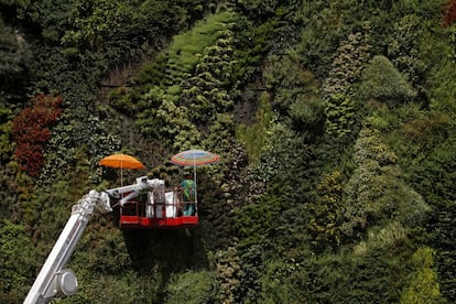 Jardineros se protegen del sol con sombrillas mientras trabajan en un jardín vertical plantado en la pared de un edificio, en Madrid. 