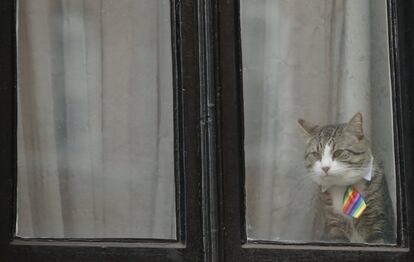 El gato del fundador de WikiLeaks, Julian Assange, mira por una de las ventanas de la Embajada de Ecuador, en Londres (Reino Unido).