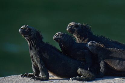 As iguanas marinhas tomam o sol no Parque Nacional Galápagos em Porto Ayora, Ilha Santa Cruz, nas Ilhas Galápagos, a uns 900 km da costa de Equador no Oceano Pacífico, o 14 de abril de 2021.