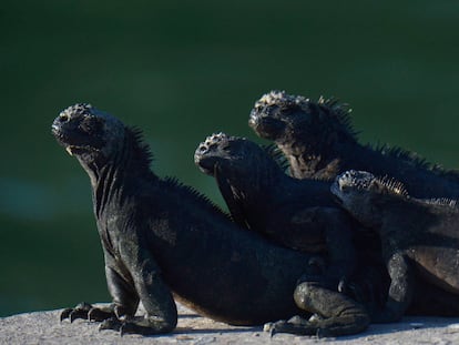 As iguanas marinhas tomam o sol no Parque Nacional Galápagos em Porto Ayora, Ilha Santa Cruz, nas Ilhas Galápagos, a uns 900 km da costa de Equador no Oceano Pacífico, o 14 de abril de 2021.