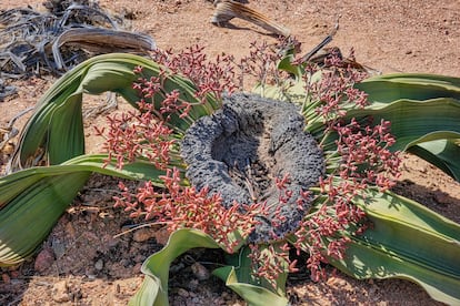 'Welwitschia' tiene los sexos separados, y en la foto se aprecian los conos masculinos de un ejemplar 