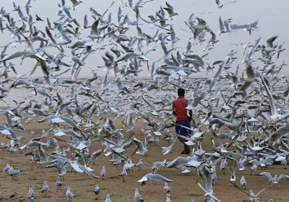 Un hombre alimenta a las gaviotas en una playa de Bombay, India.